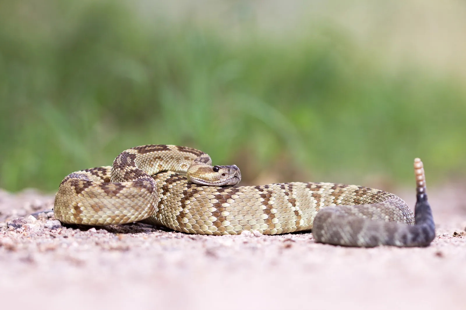 Southwest Bioblitz Trip — September 2014