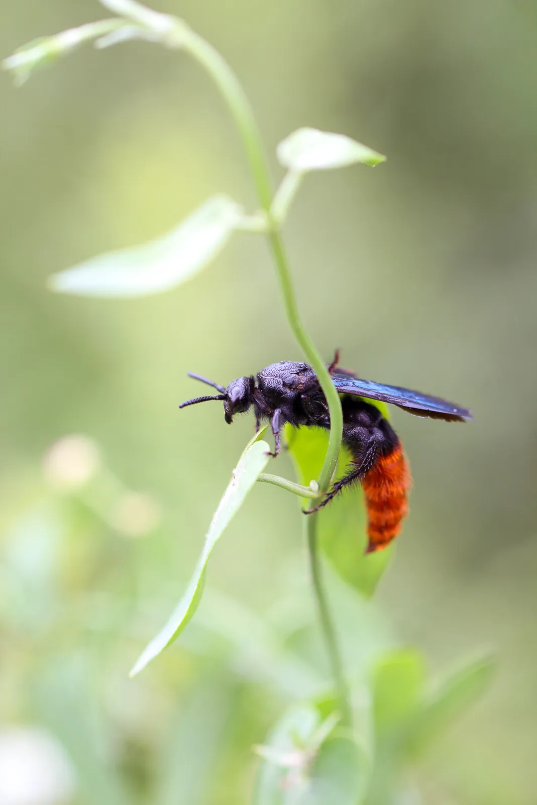 San Pedro Bioblitz 2020 — August 2020