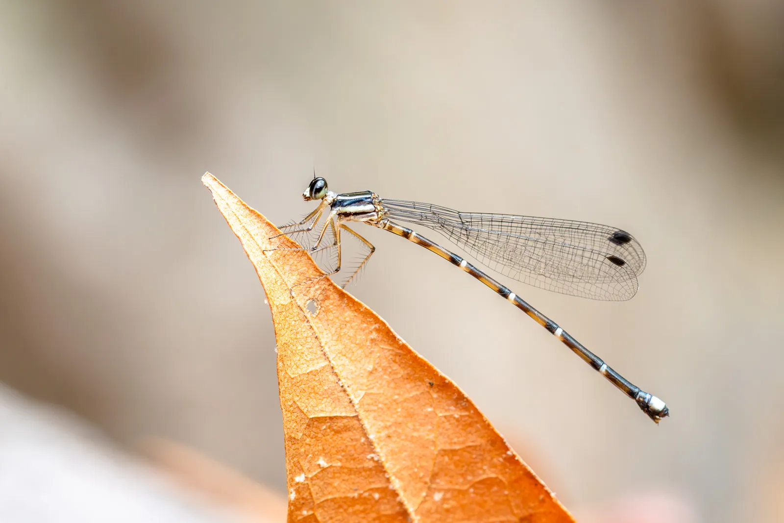 Swamp Springs Canyon Trip — July 2021