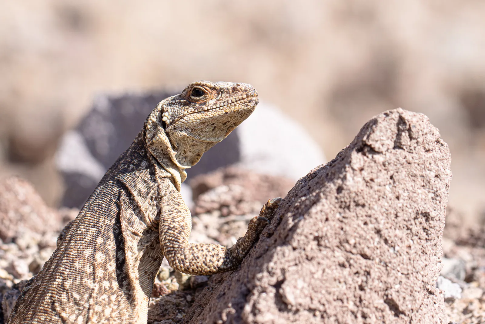 Mojave Roadtrip — April 2022