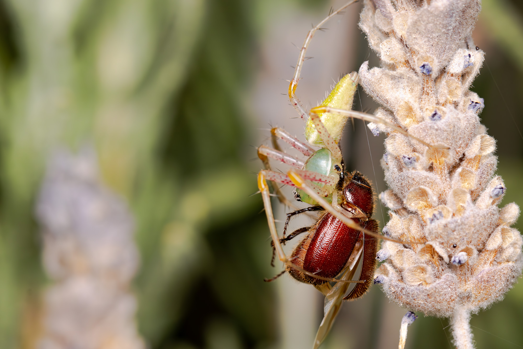 Biological Interactions